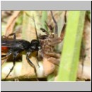 Anoplius infuscatus - Weswespe w007d 11mm mit Spinne - OS-Hollage-Lehmgrube-det.jpg